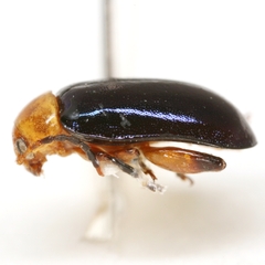 Disonycha varicornis
