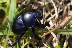 Trypocopris