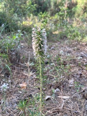 Liatris hesperelegans