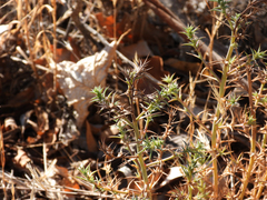 Salsola australis