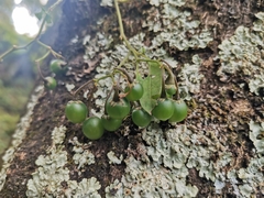 Solanum appendiculatum