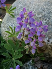 Lupinus arcticus