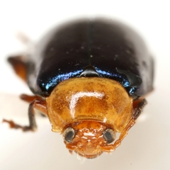 Disonycha varicornis