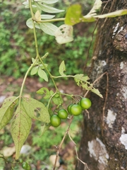 Solanum appendiculatum