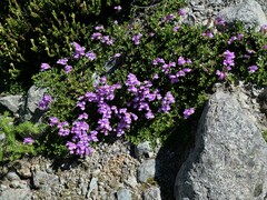 Penstemon davidsonii