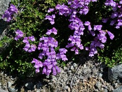 Penstemon davidsonii