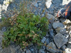 Heuchera glabra