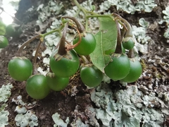 Solanum appendiculatum