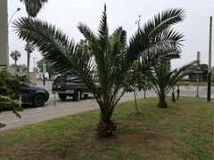 Arecaceae