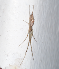 Tetragnatha