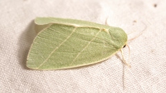 Bena bicolorana