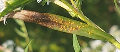 Coleosporium