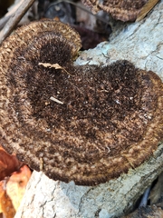 Hexagonia
