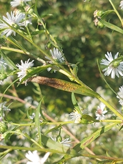Coleosporium