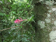 Tillandsia geminiflora