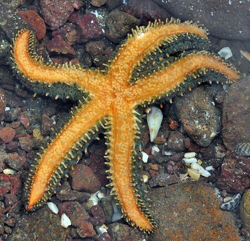 Photo of Spiny sea star (Marthasterias glacialis)