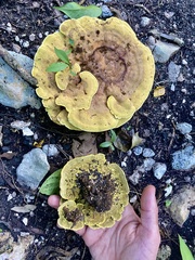 Phylloporia