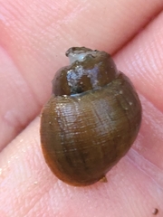 Campeloma geniculum