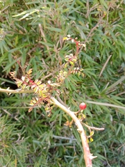 Rosa transmorrisonensis