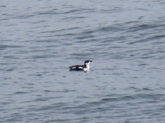 Brachyramphus marmoratus