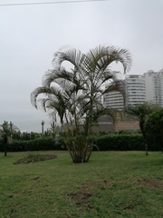 Dypsis lutescens