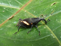 Cactophagus ornatus