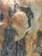 Radulomyces copelandii