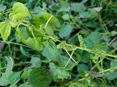 Boehmeria cylindrica
