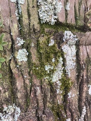 Myelochroa aurulenta