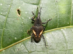 Cactophagus ornatus
