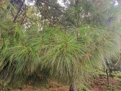 Pinus pseudostrobus