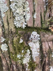 Myelochroa aurulenta