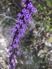 Liatris tenuifolia