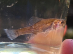 Aphredoderus sayanus