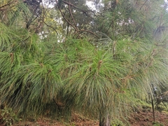 Pinus pseudostrobus