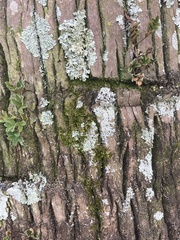 Myelochroa aurulenta