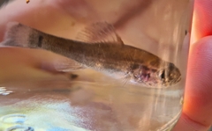 Aphredoderus sayanus