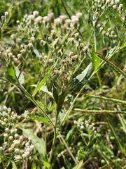 Neolasioptera perfoliata