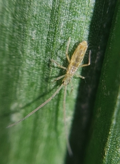 Entomobryoidea
