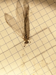 Myrmeleon inconspicuus