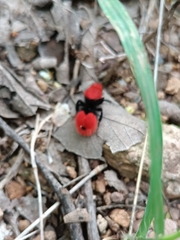 Dasymutilla erythrina