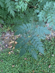 Koelreuteria