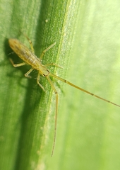 Entomobryoidea