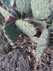 Opuntia dulcis