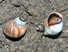 Melarhaphe neritoides