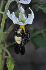 Xylocopa atamisquensis
