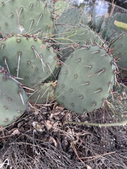 Opuntia dulcis