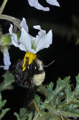 Xylocopa atamisquensis