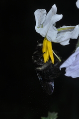 Xylocopa atamisquensis