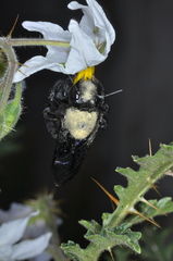 Xylocopa atamisquensis